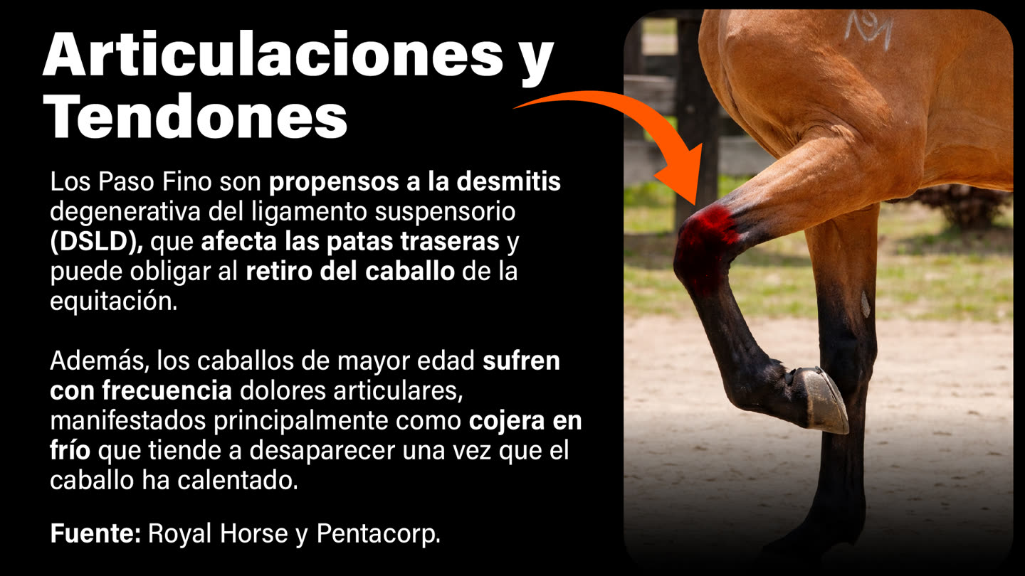 Problemática de articulaciones y tendones en equinos